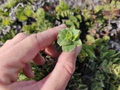 Arctostaphylos imbricata