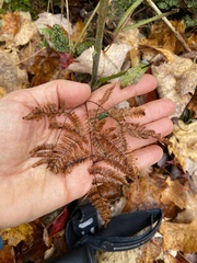 Gymnocarpium dryopteris