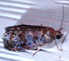 Endothenia