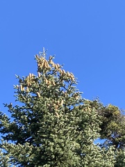 Abies cephalonica