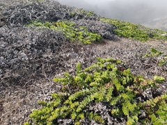 Arctostaphylos imbricata