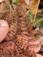 Gymnocarpium dryopteris