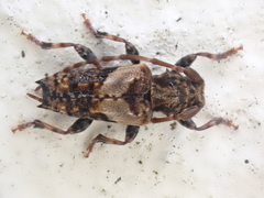 Pogonocherus hispidus