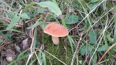 Suillellus queletii