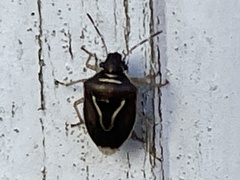 Mormidea lugens
