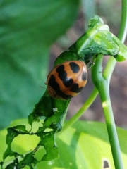 Epilachna tredecimnotata