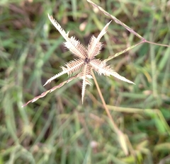 Dactyloctenium aegyptium
