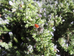 Phidippus