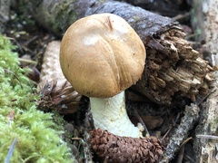 Agaricus smithianus