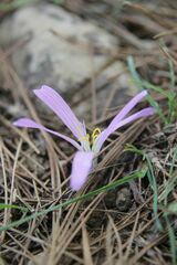 Colchicum filifolium