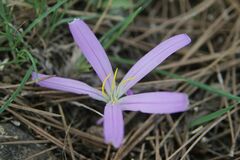 Colchicum filifolium
