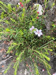 Adenandra uniflora