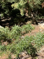 Juniperus oxycedrus