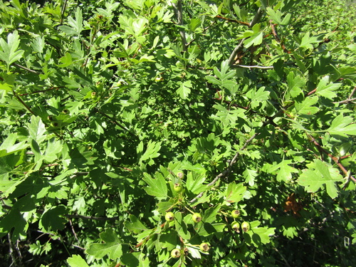 Crataegus × kyrtostyla, photograph 2