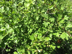 Crataegus × kyrtostyla, photograph Oleksandr Shynder, CC BY, iNaturalist via GBIF