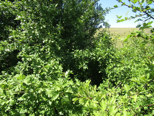 Crataegus × kyrtostyla, photograph 3