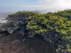 Arctostaphylos imbricata