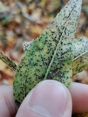 Puccinia helianthi