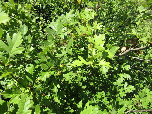 Crataegus × kyrtostyla, photograph 4