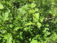 Crataegus × kyrtostyla, photograph Oleksandr Shynder, CC BY, iNaturalist via GBIF