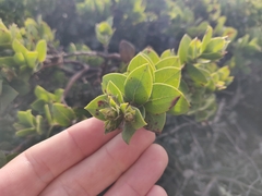 Arctostaphylos imbricata