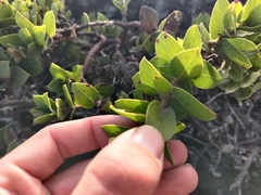 Arctostaphylos imbricata