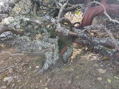 Arctostaphylos imbricata