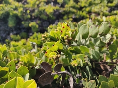 Arctostaphylos imbricata