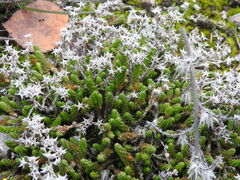 Sedum