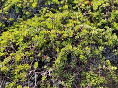 Arctostaphylos imbricata