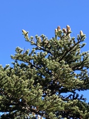 Abies cephalonica