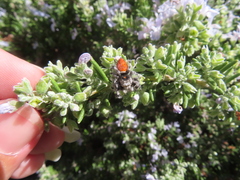 Phidippus