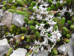 Sedum