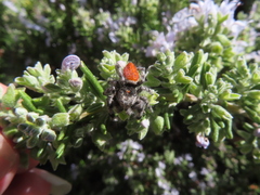 Phidippus