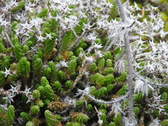 Sedum