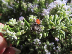 Phidippus