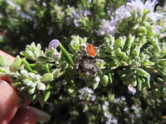 Phidippus