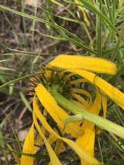 Echinacea paradoxa