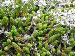 Sedum