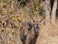 Kobus ellipsiprymnus