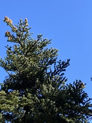 Abies cephalonica