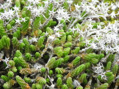 Sedum