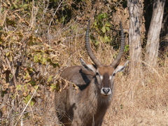 Kobus ellipsiprymnus