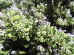Phidippus