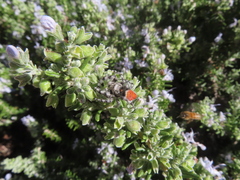Phidippus