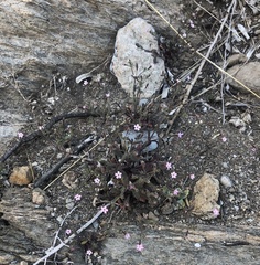 Silene sedoides sedoides