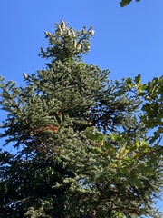 Abies cephalonica
