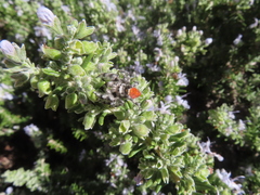 Phidippus