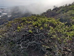 Arctostaphylos imbricata