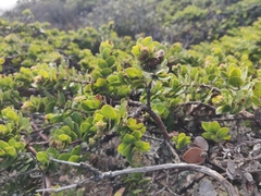 Arctostaphylos imbricata